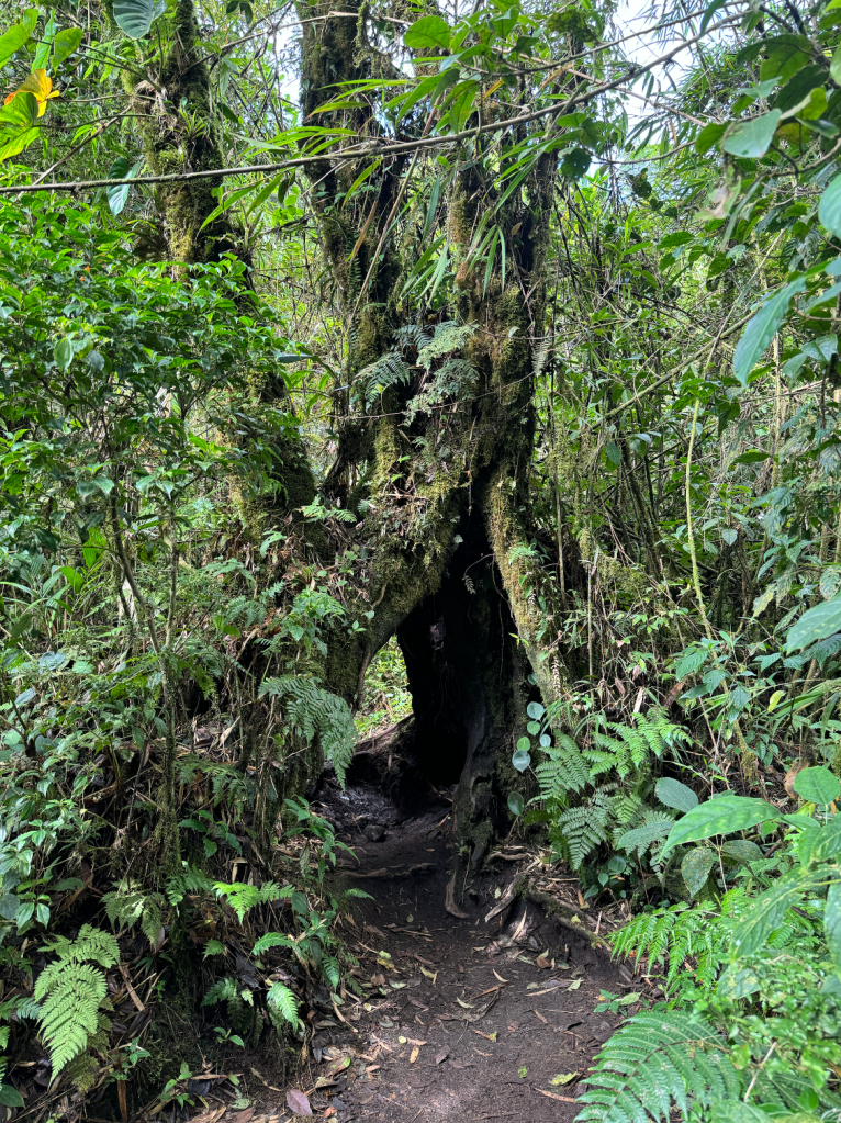 Bosque Nuboso Santa Elena